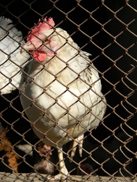 这样的赛制 这样的赛制